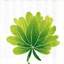 Logo för Svenska Örter & Sallat